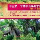 勐腊望天树·阿莲雅热带雨林主题公园