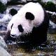汉中佛坪大熊猫保护区